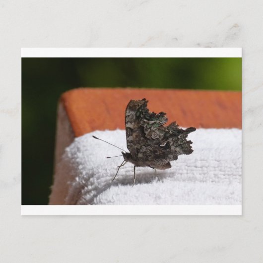 Dark Camouflage Butterfly Postkarte (Vorderseite)