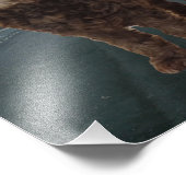 Dark Chocolate Cockapoo Foto #2 (Ecke)