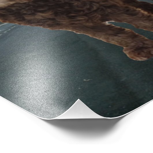 Dark Chocolate Cockapoo Poster #2 (Ecke)