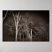 Dark Forest – Haunting Black and White Tree Art Poster (Vorne)