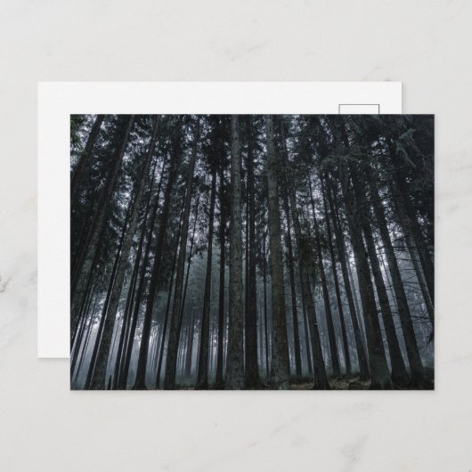 Dark Forest Log Tree Mood Postcard Postkarte (Vorne/Hinten)
