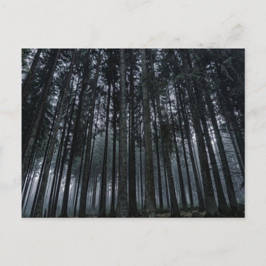 Dark Forest Log Tree Mood Postcard Postkarte (Vorderseite)