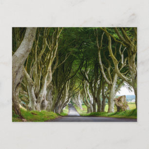 Dark Hedges in Irland Postkarte