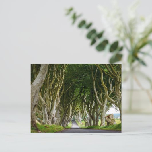 Dark Hedges in Irland Postkarte (Stehend Vorderseite)