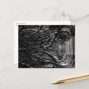 Dark Hedges Irland Postkarte