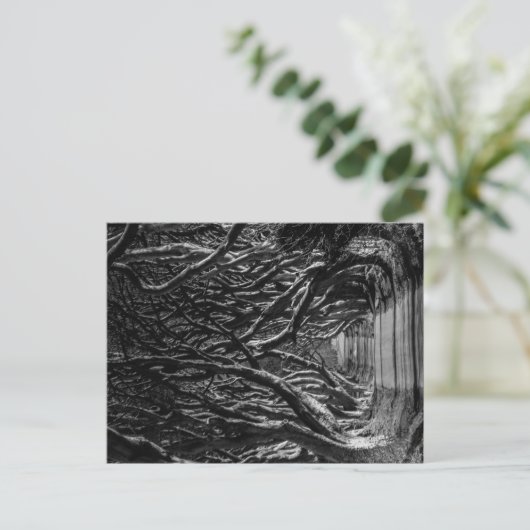 Dark Hedges Irland Postkarte (Stehend Vorderseite)