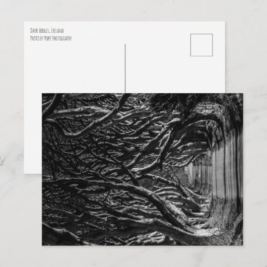 Dark Hedges Irland Postkarte (Vorne/Hinten)