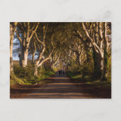Dark Hedges Irland Postkarte (Vorderseite)