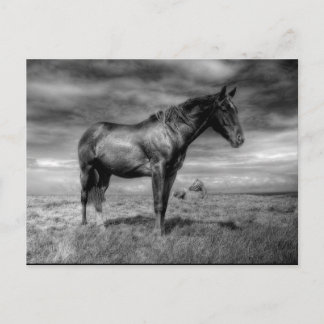 Dark Horse Postcard Postkarte