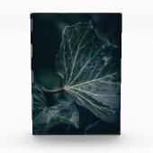Dark Ivy Leaf Nature Foto (Vorderseite)