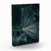 Dark Ivy Leaf Nature Foto (Links)
