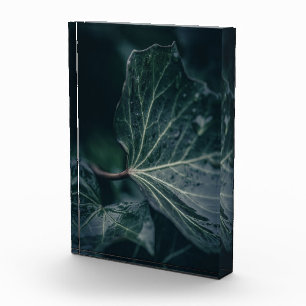Dark Ivy Leaf Nature Foto