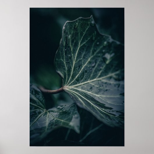 Dark Ivy Leaf Naturfotografie Poster (Vorne)