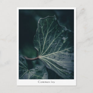 Dark Ivy Leaf Naturfotografie Postkarte