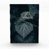 Dark Ivy Nature Foto (Vorderseite)