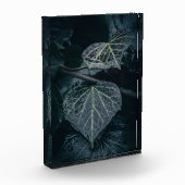 Dark Ivy Nature Foto (Links)