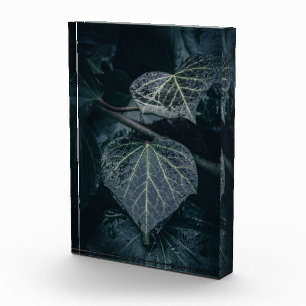 Dark Ivy Nature Foto