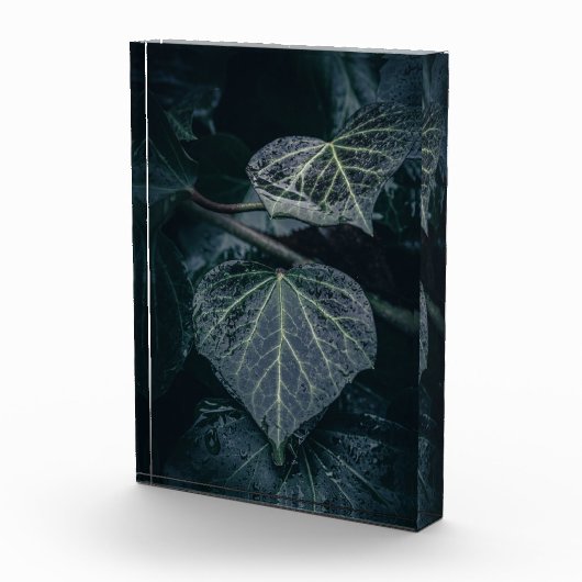 Dark Ivy Nature Foto (Rechts)