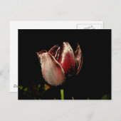 Dark Lila Tulip Postkarte (Vorne/Hinten)