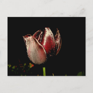 Dark Lila Tulip Postkarte