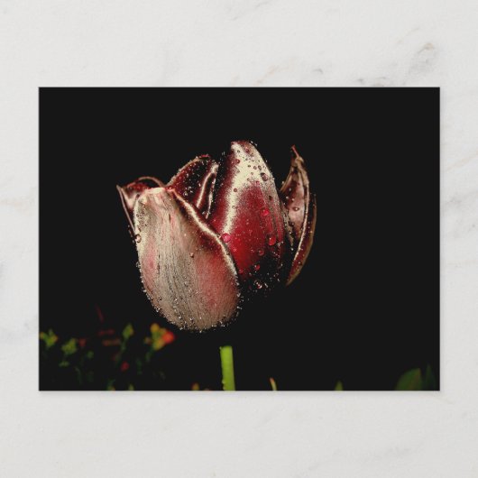 Dark Lila Tulip Postkarte (Vorderseite)