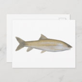 Dark Mahseer Postkarte (Vorne/Hinten)