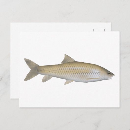 Dark Mahseer Postkarte (Vorne/Hinten)