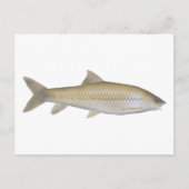 Dark Mahseer Postkarte (Vorderseite)