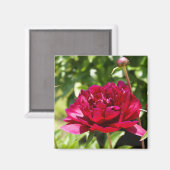 Dark Maroon Velvet-Bauern Magnet (Vorderseite/Rückseite)