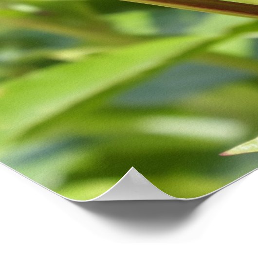 Dark Maroon Velvet-Bauern Poster (Ecke)