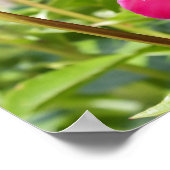 Dark Maroon Velvet-Bauern Poster (Ecke)