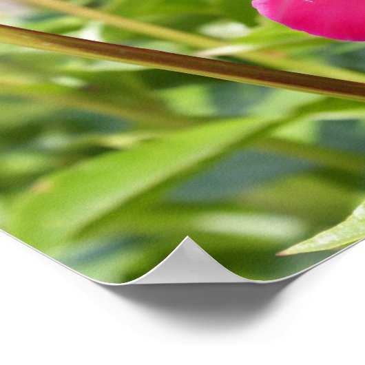 Dark Maroon Velvet-Bauern Poster (Ecke)