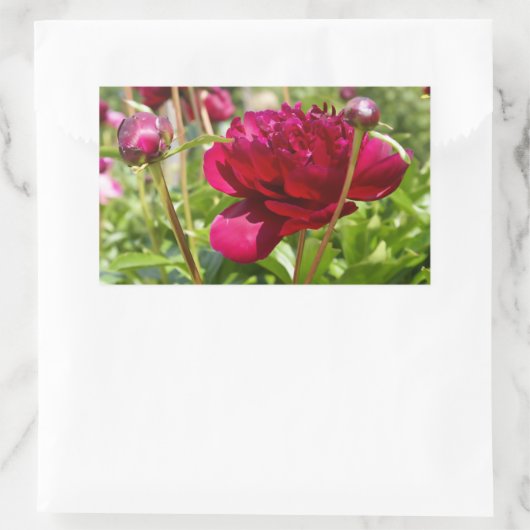 Dark Maroon Velvet-Bauern Rechteckiger Aufkleber (Tasche)