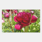 Dark Maroon Velvet-Bauern Rechteckiger Aufkleber (Vorderseite)