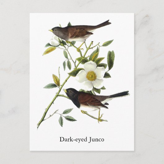 Dark-mit Augen Junco - John James Audubon Postkarte (Vorderseite)