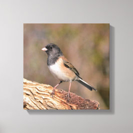 Dark mit Augen Junco Leinwanddruck