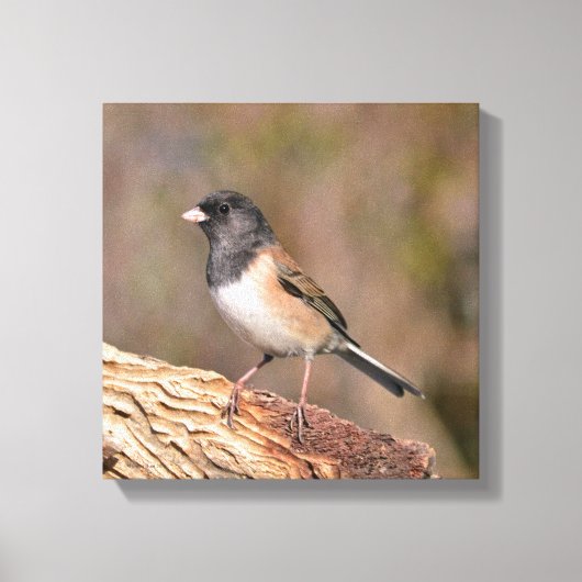 Dark mit Augen Junco Leinwanddruck (Vorderseite)