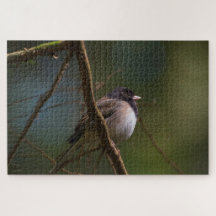 Dark Mit Augen Junco