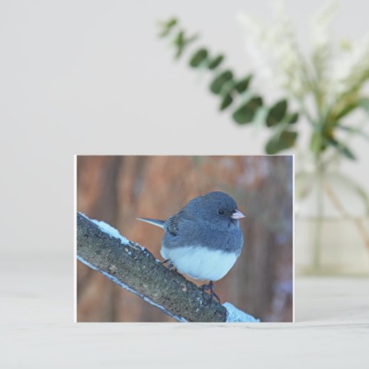 Dark Mit Augen Junco Sparrow Postkarte (Stehend Vorderseite)