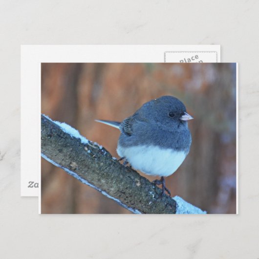 Dark Mit Augen Junco Sparrow Postkarte (Vorne/Hinten)