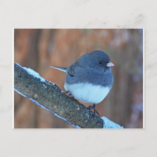 Dark Mit Augen Junco Sparrow Postkarte (Vorderseite)