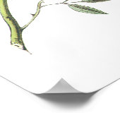 Dark-mit Augen Junco von Audubon Poster (Ecke)