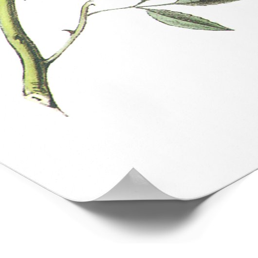 Dark-mit Augen Junco von Audubon Poster (Ecke)