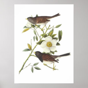 Dark-mit Augen Junco von Audubon Poster