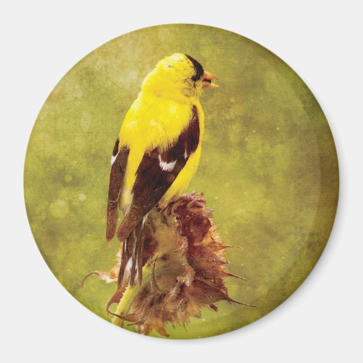 Dark Moody Goldfinch Bird Art Magnet (Vorne)