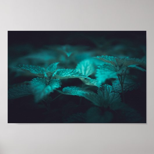 Dark Moody Stinging Nettle Nature Foto Poster (Vorne)