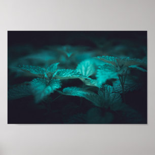 Dark Moody Stinging Nettle Nature Foto Poster