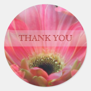 Dark Pink Gerbera daisy Danke Sticker