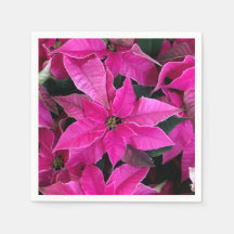 Dark Pink Poinsettia