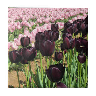 Dark Purple & Pink Tulips Fliese